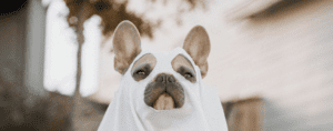 Dog in a ghost costume for Halloween