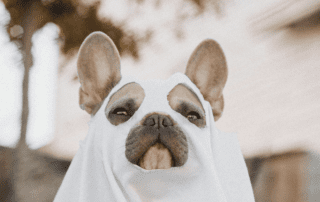 Dog in a ghost costume for Halloween